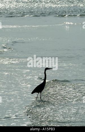 Florida uccelli acquatici sul costante guardare fuori per alimentare airone blu nel Golfo del Messico presso il St Petersburg Florida Foto Stock