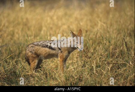 Jackal Black-Backed Foto Stock