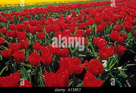 I tulipani in piena fioritura NORFOLK REGNO UNITO Foto Stock