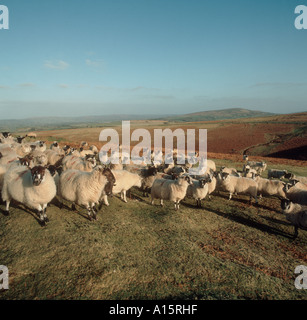 Gregge di pecore Pecore su Dartmoor in inverno Devon Foto Stock