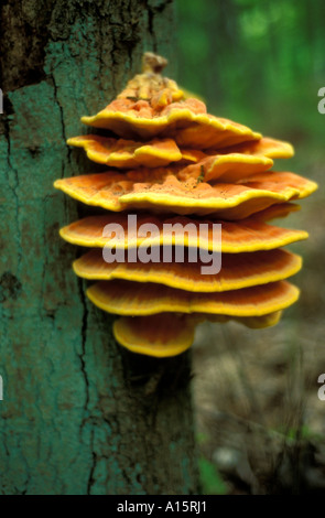 Funghi Laetiporus pollo sulfurei del legno crescente su albero Foto Stock