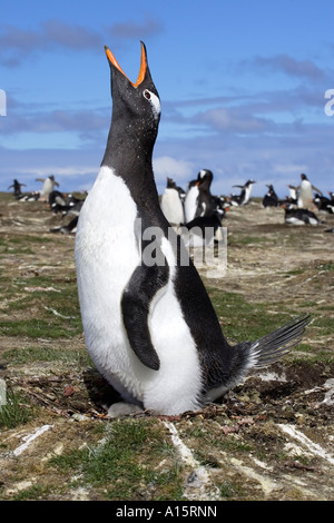 Adulto pinguino Gentoo su nest visualizzazione Foto Stock