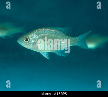 Young bluegill sunfish Lepomis macrochirus used in toxicology experiments Foto Stock