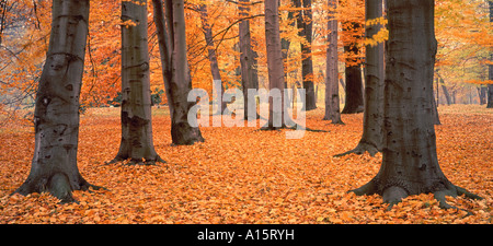 Vecchio faggi linee in autunno Fagus sylvatica Foto Stock