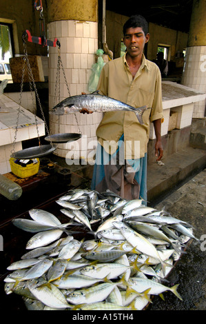 Sri Lanka la pesca di pesci di mare pesca pescatori uomo Foto Stock