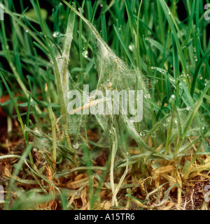 Turf patch di erba che mostra filo rosso micelio Laetisaria fuciformis Foto Stock