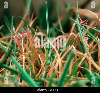 Turf erba con tipici filo rosso Laetisaria fuciformis filamenti fungini Foto Stock