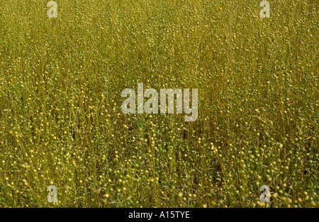 Campo di orzo in Cranleigh nel Surrey in Inghilterra Foto Stock