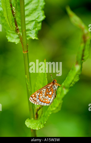 Marsh Fritillary (Eurodryas aurinia) FARFALLA Foto Stock