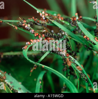 Stampo di limo Physarum cinereum Badhamia foliicola o Mucilago crustacea su turfgrass Foto Stock