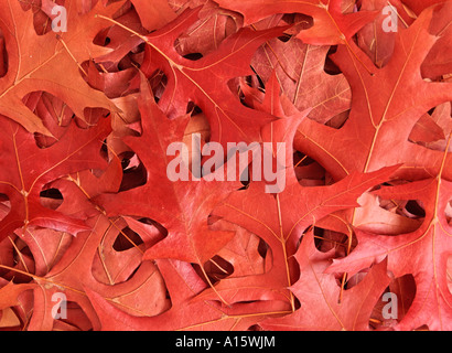 Scarlet Pin di foglie di quercia in autunno Quercus palustris Foto Stock