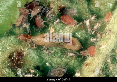 Hover Syrphid fly larva l'alimentazione su apple afide Dysaphis spp Foto Stock