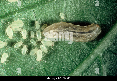 Hover fly Syrphidae sp larva e pesco afide di patate Foto Stock