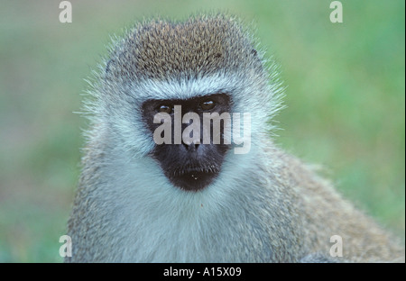 Vervet Monkey Cercopithecus aethiops Foto Stock