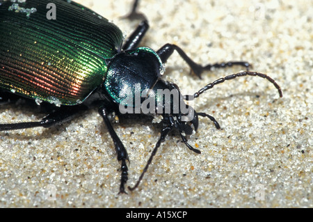 Beetle strisciando sulla sabbia Foto Stock