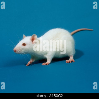 Laboratorio di bianco di razza di ratto Sprague Dawley allevati per studi di tossicologia Foto Stock