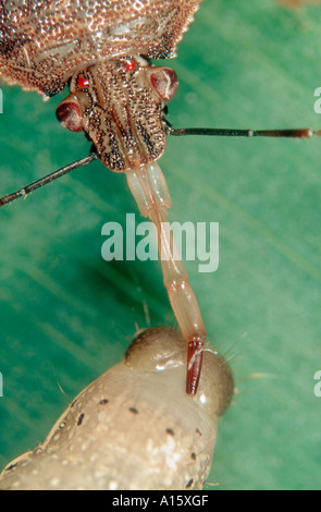 Predatori di stink bug Podisus maculiventris stiletto inserito in preda a caterpillar Foto Stock