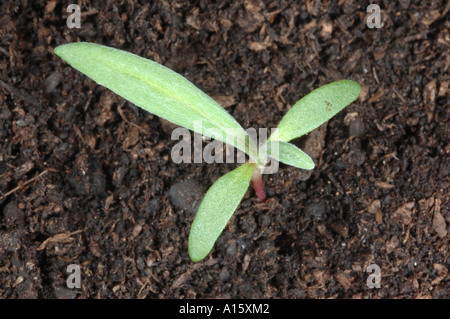 Pallido, persicaria Persicaria lapathifolia, la piantina con due veri leasves sviluppando Foto Stock