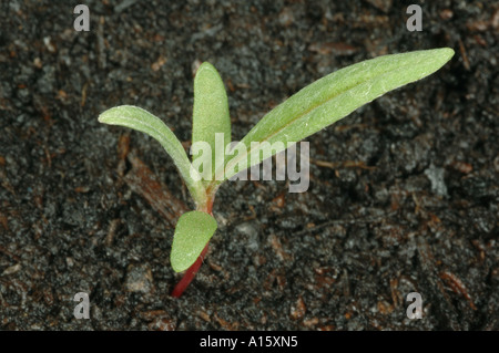 Pallido, persicaria Persicaria lapathifolia, la piantina con due veri leasves sviluppando Foto Stock