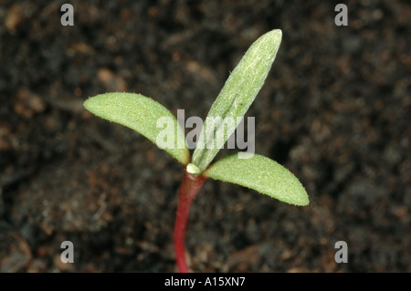 Pallido, persicaria Persicaria lapathifolia, la piantina con cotiledoni ed emergenti foglia vera Foto Stock