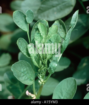 PTYV Piselli gialli top virus su bean Vicia faba Foto Stock