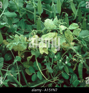 Pisello PEMV enation mosaic virus sintomi su una pianta di Pisello Foto Stock