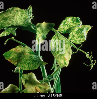 Pisello PEMV enation virus mosaico di isole clorotiche Foto Stock