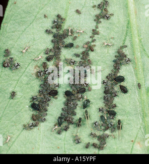 Fagiolo Nero afide Aphis fabae colony ammassata lungo le vene di una foglia di fagiolo Foto Stock