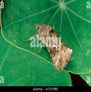 Argento Y moth Autographa gamma moth su una foglia i Nasturzi Foto Stock
