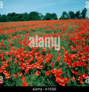 Il mais papaveri Papaver rhoeas fioritura in grandi numeri in un campo a parte Foto Stock