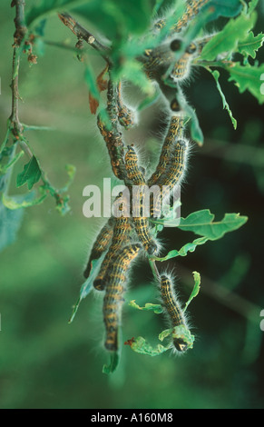 Buff suggerimento moth Phalera bucephala bruchi su danneggiato il fogliame di quercia Foto Stock