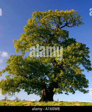 Grande Quercia albero che cresce in Inghilterra Foto Stock
