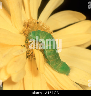 Sfumature di angolo moth Phlogophora meticulosa caterpillar in un crisantemo fiore Foto Stock