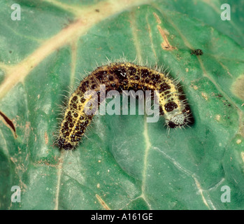 Morto il cavolo bianco butterfly caterpillar trattata con Bacillus thuringiensis BT Foto Stock