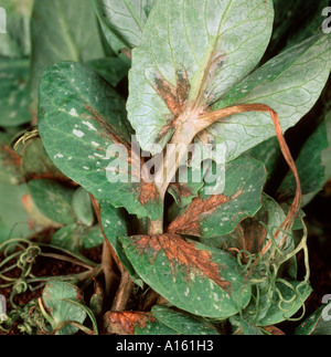 L'avvizzimento batterico Pseudomonas syringae sintomi sul pisello stelo lascia Foto Stock