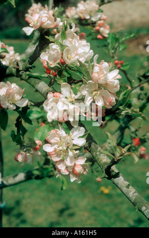 Apple Malus communis Egremont Russet fiori Foto Stock