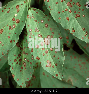 Macchia di cioccolato Botrytis fabae lesioni sul campo largo bean leaf Foto Stock