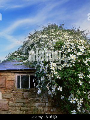 Clematide bianco che cresce su un vecchio casolare in pietra Trelleck Monmouthshire Galles del Sud Foto Stock