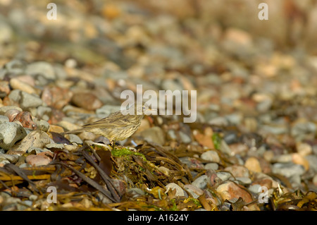 Rock Pipit Anthus spinoletta alla ricerca di cibo tra le alghe Foto Stock