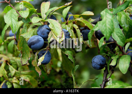 'Sloe bacche sul prugnolo bush". Foto Stock