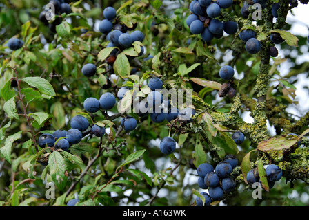 'Sloe bacche sul prugnolo bush". Foto Stock