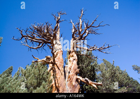 Stock digitale immagine di bristlecone pine tree in Eastern Sierra Nevada durante l'autunno caduta stagione Foto Stock