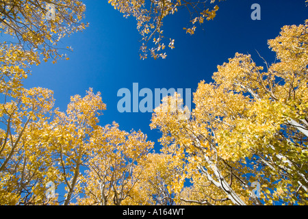 Stock digitale immagine dell'Aspens in Eastern Sierra Nevada durante l'autunno caduta stagione Foto Stock