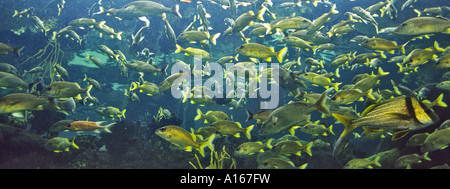 Pesce serbatoio acqua a Florida Aquarium, Tampa, Florida, Stati Uniti d'America Foto Stock