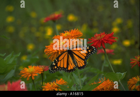 Maschio di farfalla monarca, Danaus plexippus, su un luminoso blooming orange zinnia soffiante in un cortile giardino dei fiori di prato, Missouri, Midwest USA Foto Stock