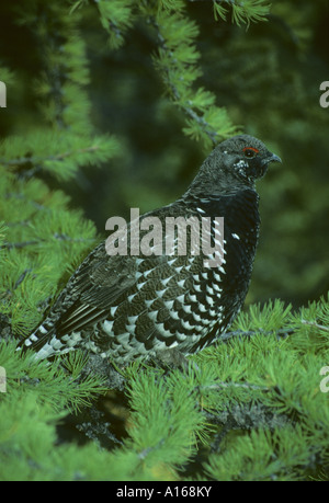 Spruce Grouse (Dendragapus canadensis) Canada, il Parco Nazionale di Banff, in larice. Foto Stock