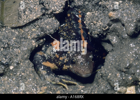 Mexican scavando Toad, (Rhinophrynus dorsalis) scavando nel fango, Parco Nazionale di Tikal, Guatemala. Foto Stock