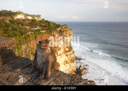 Scimmia macaco a Ulu Watu Foto Stock