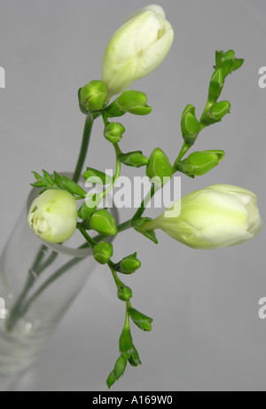 Freesias bianco in un vaso Foto Stock