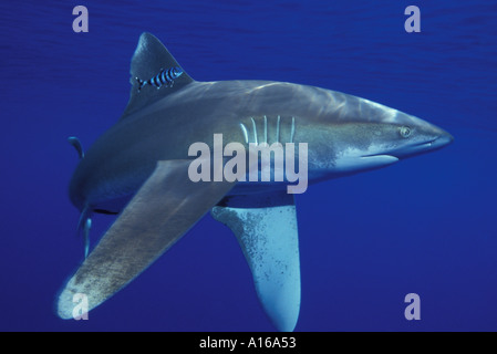 Fj51. Lo squalo longimano, Carcharhinus longimanus. Oceano Pacifico. Foto Copyright Brandon Cole Foto Stock